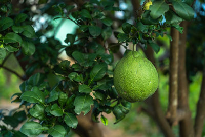 Close-up of fruits growing on tree