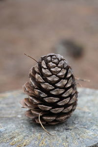Close-up of pine cone on table