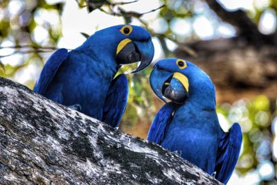 Low angle view of hyacinth macaws perching on wood