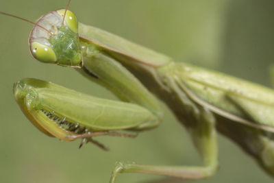 Close-up of bug perching on leaf
