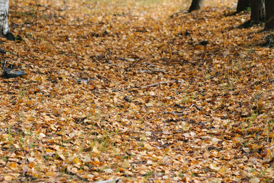 Close-up of dry leaves on field