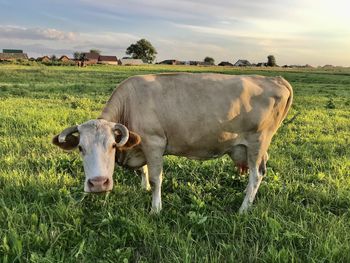 Cows grazing in field