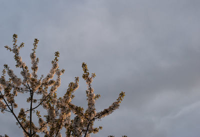 Low angle view of flowers against sky