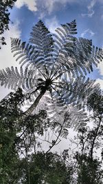 Low angle view of trees against sky