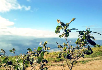 Plant growing on field against sky