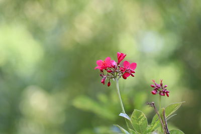 Close-up of pink flowering plant