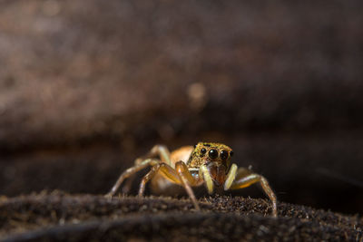 Close-up of spider