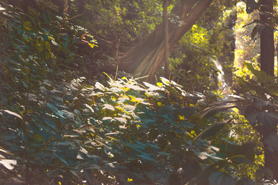 Close-up of sunlight falling on leaves in forest
