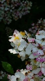 Close-up of white flowers