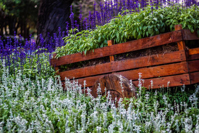 Close-up of purple flowering plants