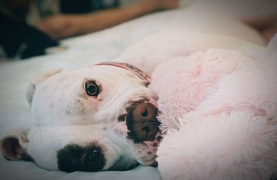 Close-up portrait of dog lying on bed at home