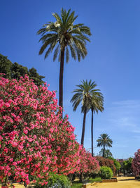 Palm trees in spain