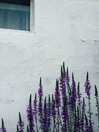 Lavender flowers growing by house