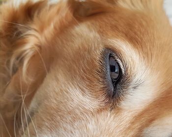 Close-up portrait of a dog