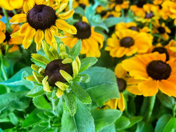 Close-up of yellow flowering plant