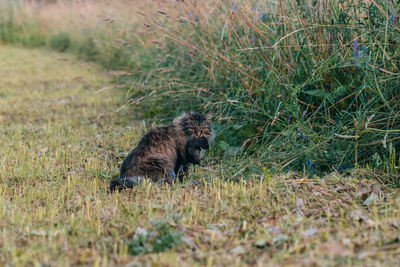 Black cat lying on grass