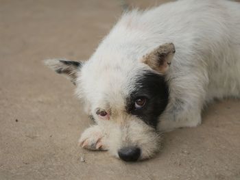 Close-up portrait of dog lying down