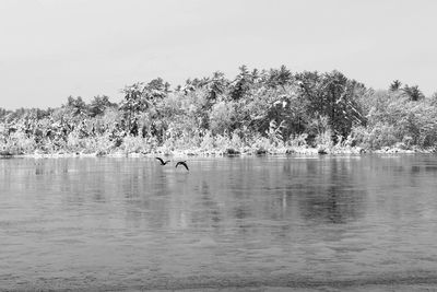 Swan on lake against trees