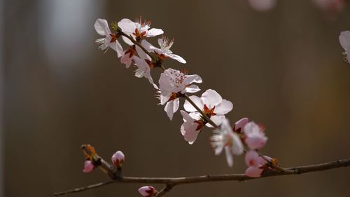 Close-up of cherry blossoms in spring