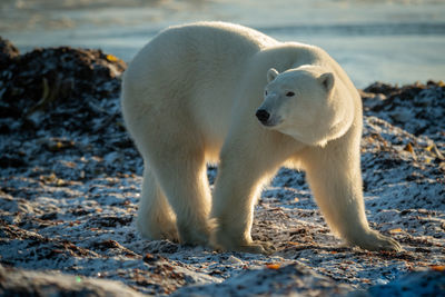 Polar bear stands on shoreline turning head