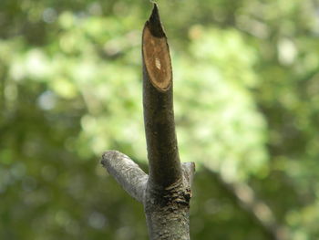 Close-up of barbed wire