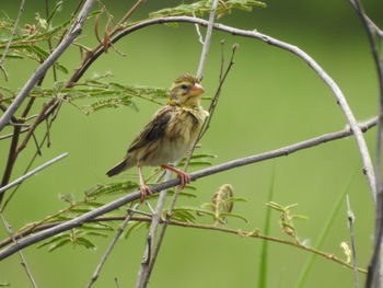 Bird perching on a branch