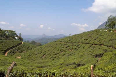 Scenic view of tea estate field against sky