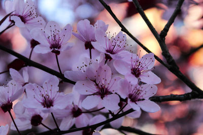 Close-up of flowers on branch