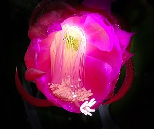 Close-up of flower over black background