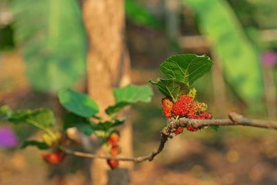 Mulberry fruit, healthy fruit fresh fruit and juice