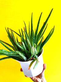 Close-up of hand holding plant over yellow background