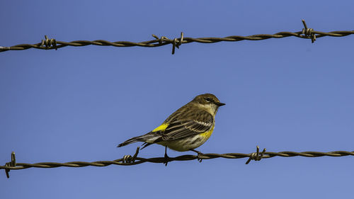 Low angle view of bird perching on barbed wire against clear sky