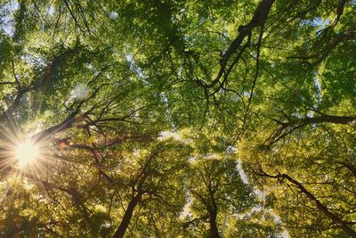 Low angle view of sunlight streaming through trees