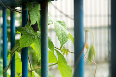 Close-up of fresh green plant