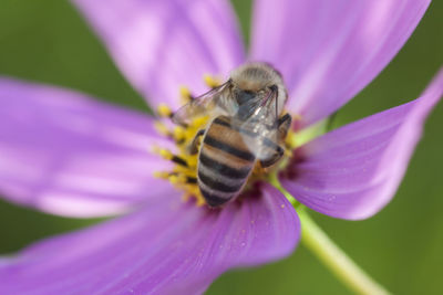 Close-up of bee on flower