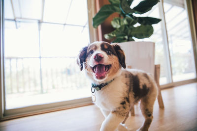 Dog looking away while standing on floor at home