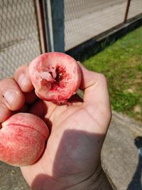 Close-up of hand holding fruit on lawn