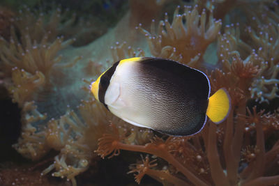 Close-up of fish swimming in sea