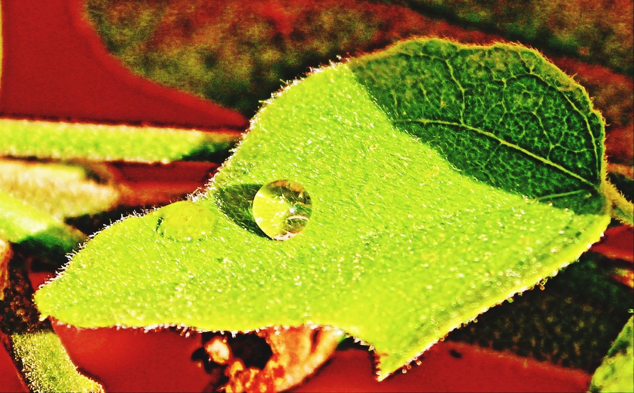 leaf, green color, close-up, leaf vein, water, insect, nature, animal themes, wet, selective focus, drop, plant, focus on foreground, one animal, wildlife, animals in the wild, growth, leaves, high angle view, beauty in nature