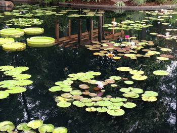 Lotus leaves floating on water