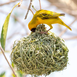 Yellow masked weaverbird building nest