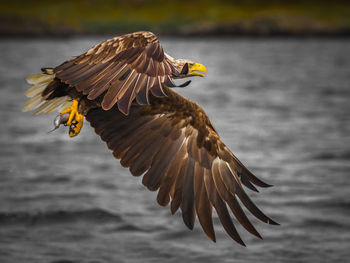 Close-up of bird flying over lake