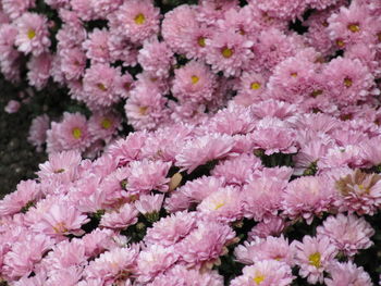 Full frame shot of pink flowers