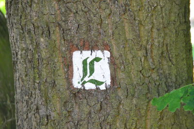 Close-up of ivy on tree trunk