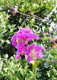 Close-up of purple flowers blooming outdoors