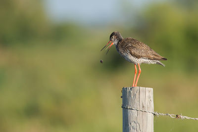 Close-up of bird perching on wooden post