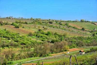 Scenic view of field against clear sky