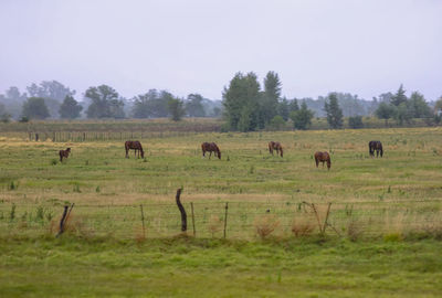 Flock of sheep grazing in field