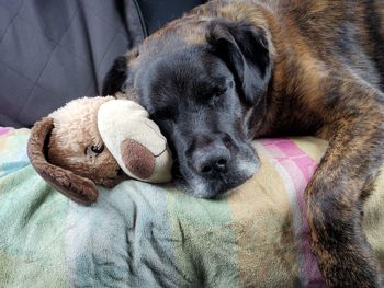 Dog resting on a toy