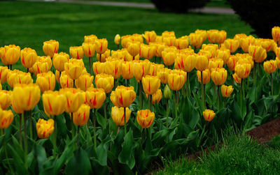 Close-up of yellow tulips in field